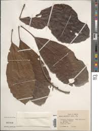 Image result for Uapaca guineensis