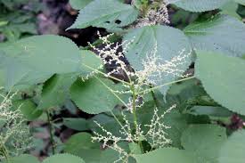 Image result for Laportea alatipes