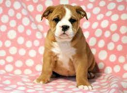 Use the options below to find your perfect canine companion! English Bulldog Mix Puppies For Sale Puppy Adoption Keystone Puppies