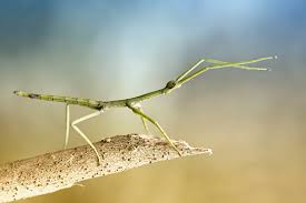 Maybe you would like to learn more about one of these? 10 Fascinating Facts About Stick Insects