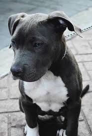 Pitbull Terrier Black And Blue Eyes Resultado De Imagen De Grey Pitbull With Blue Eyes Pitbull Terrier Cute Dogs And Puppies Cute Animals