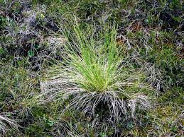 Image result for Festuca chodatiana
