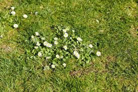 A total of 3,000 points will be obtained. Little White Spring Flowers On Green Lawn Stock Photo Picture And Royalty Free Image Image 21616905
