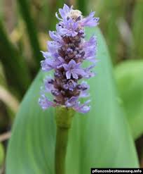 Image result for Pontederia