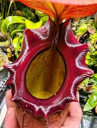 Image result for Heteromorpha stenophylla