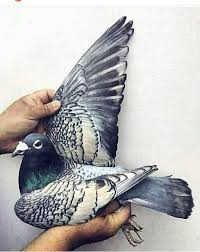 Pigeons Panosundaki Pin