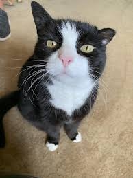 Personally i've never seen one of my cats catch and eat a spider. Boots My 17 Year Old Cat Was Bit By A Spider Which Left His Ear Crooked But Hes Cute Nonetheless Funny Looking Cats Old Cats Funny Animal Pictures