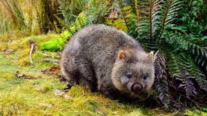 Image result for Common wombat