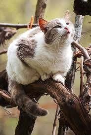 Pin On Felinos