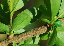 Image result for Ligustrum obtusifolium