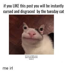 If i used your pic or video, you have a cute cat and also my bad. Beautiful Cursed Cat Images Reddit Ann Chovie