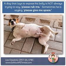 Dangers Of Chaining Your Dog So Much Petential