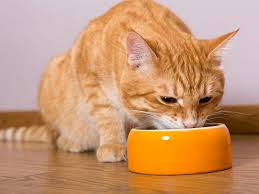 Your cat needs about 3.5 to 4.5 ounces of water per 5 pounds of body weight every day. Veterinarians Reveal Things You Should Never Do To A Cat