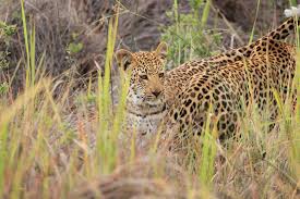 We did not find results for: Okavango Delta Botswana Safari Lodges Madiba De