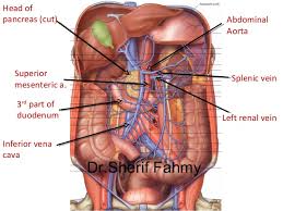 Maybe you would like to learn more about one of these? Anatomy Of The Abdomen Anatomy Drawing Diagram