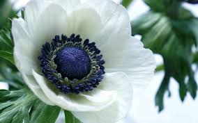 Photographing tulips is a fun way to kick off flower photography season and put. Wallpaper White Anemone Flower Macro Photography 1920x1200 Hd Picture Image