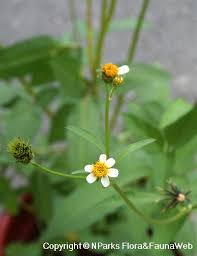 Image result for Bidens pilosa