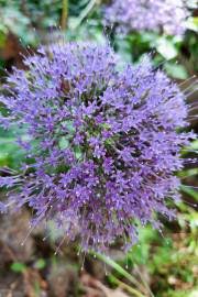 Image result for Wahlenbergia denticulata