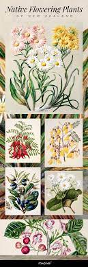 See more ideas about plants, native plants, native garden. Native Flowering Plants Of New Zealand Grab This Image At Https Www Rawpixel Com Board 44948 Nativ Flower Illustration Plant Illustration Cool Art Projects