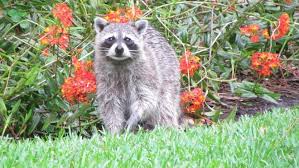 Maybe you would like to learn more about one of these? Animal Control Captures Possibly Rabid Raccoon In Vero Beach