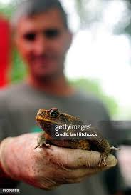 340 Taxidermy Collection Stock Photos, High-Res Pictures, and Images