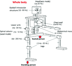Start studying human torso model. The Mechanical Model Of The Human Body Download Scientific Diagram