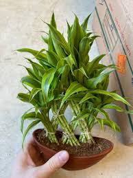 Image result for Dracaena sanderiana
