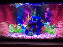 Planted Glofish Tank Glofish Tank Fish Tank Decorations Fish Tank Terrarium