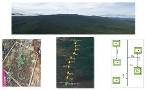 Image result for Enteropogon monostachyos