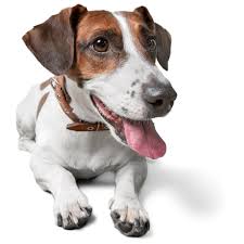 Pet emergency & specialty center (0.52miles). La Mesa Ca 91942 Veterinarian The Pet Hospital Of La Mesa