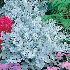 Image result for Cineraria mazoensis