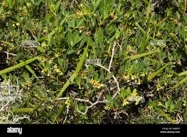 Image result for Periploca linearifolia