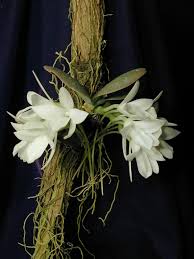 Image result for Aerangis