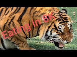 This action story takes place in shanghai, china where gilda, a stunning blonde 'femme nikita' is. Real Tigers S Free Mp4 Video Download Jattmate Com