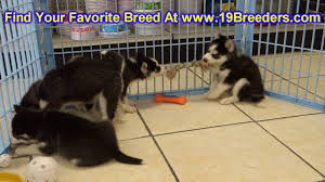 Unfortunately pomsky puppies is the only breeder we know in florida, so you might want to check looking for a pomsky breeder in florida. Siberian Husky Puppies Dogs For Sale In Anchorage Alaska Ak 19breeders Fairbanks Youtube