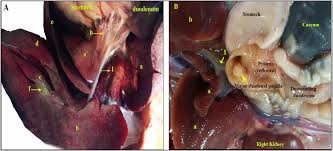 Refer to the duodenum location for more detailed information. Comparative Anatomical Ultrasonographical And Radiological Studies Of The Biliary System Of Rabbits And Domestic Cats In Egypt Biorxiv