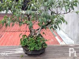 Bonsai Balete 12 Years Old For Sale In Quezon City National Capital Region Classified Philippineslisted Com