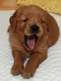 If you are considering a red golden retriever puppy, look for a certified breeder. 27 Best Golden Retriever Newborn And Newborn Babies Ideas Golden Retriever Cute Animals Puppies