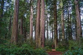 Check spelling or type a new query. The 10 Best Hikes In Redwood National Park California