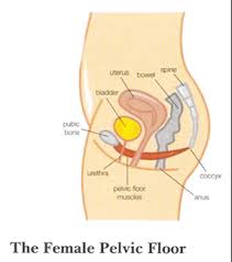 If the average woman had a facebook page for her private parts (we know, shut up), odds are her relationship status would be it's complicated, and she'd desperately need to post a profile picture. Physical Therapy For Your Private Parts Pelvic Healing Yoga