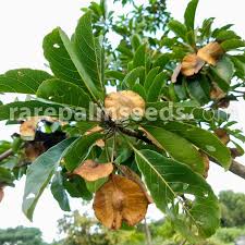 Image result for Terminalia mollis
