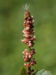 Image result for Acalypha pubiflora