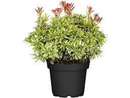 Image result for Pieris japonský little heath obrázek