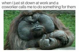 Funny Office Memes 32 Pics Funnyfoto Funny Animals Funny Animal Pictures Funny Animal Memes