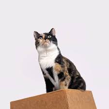 Cat 1080 download cat 1080 desktop backgrounds,photos in hd widescreen high quality screen resolutions for free. What A Cute Cat Album On Imgur