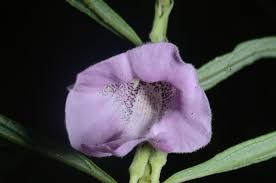 Image result for Sesamum angolense