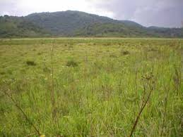 Image result for Micractis bojeri