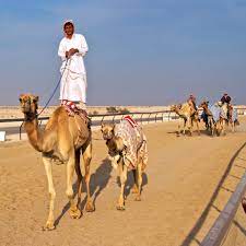 2020 top things to do in doha. Qatar Al Shahaniya Camel Race Training 3 003 Jpg Kai Henrik Barth Photography