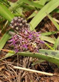Image result for Ledebouria revoluta