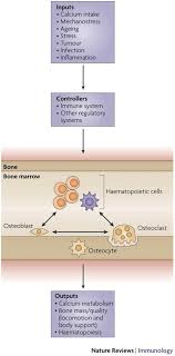 Check spelling or type a new query. Osteoimmunology Shared Mechanisms And Crosstalk Between The Immune And Bone Systems Nature Reviews Immunology